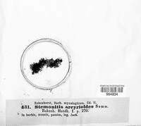 Stemonitis arcyrioides image
